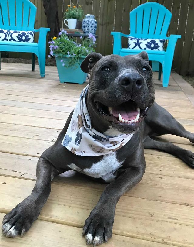 Juliet, the rescue dog a true story about a Pitbull