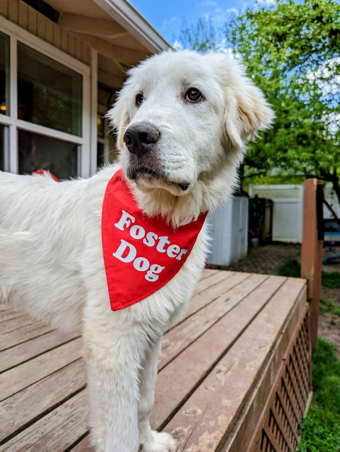 I spent this much on my foster dog…