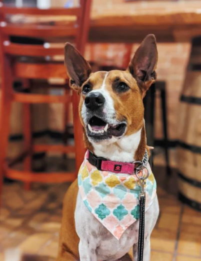 Dog returned to shelter 3 times finally adopted