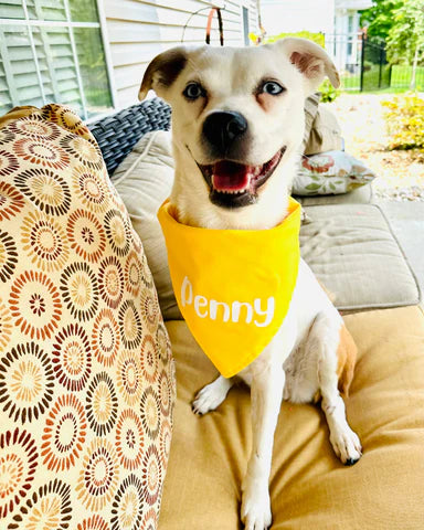 Solid color dog bandana with name add on