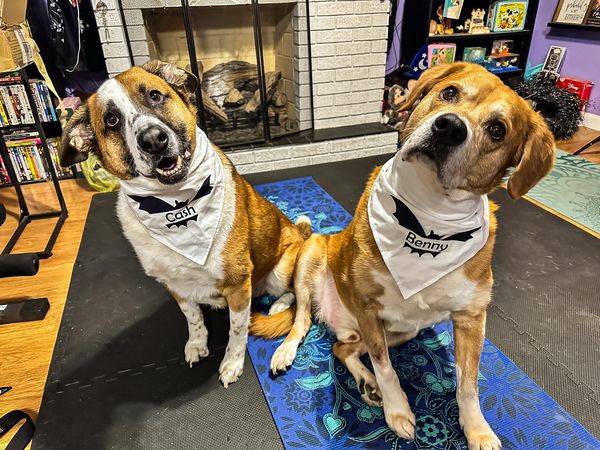 Bat Name Bandana - Customizable