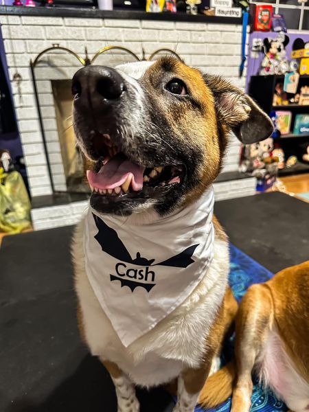 Bat Name Bandana - Customizable