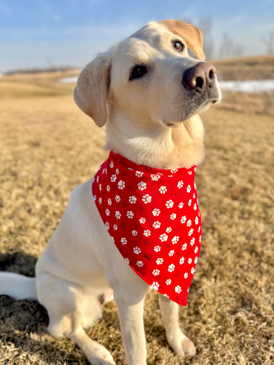 Lovely Paws Bandana or Bandana Scrunchie Set
