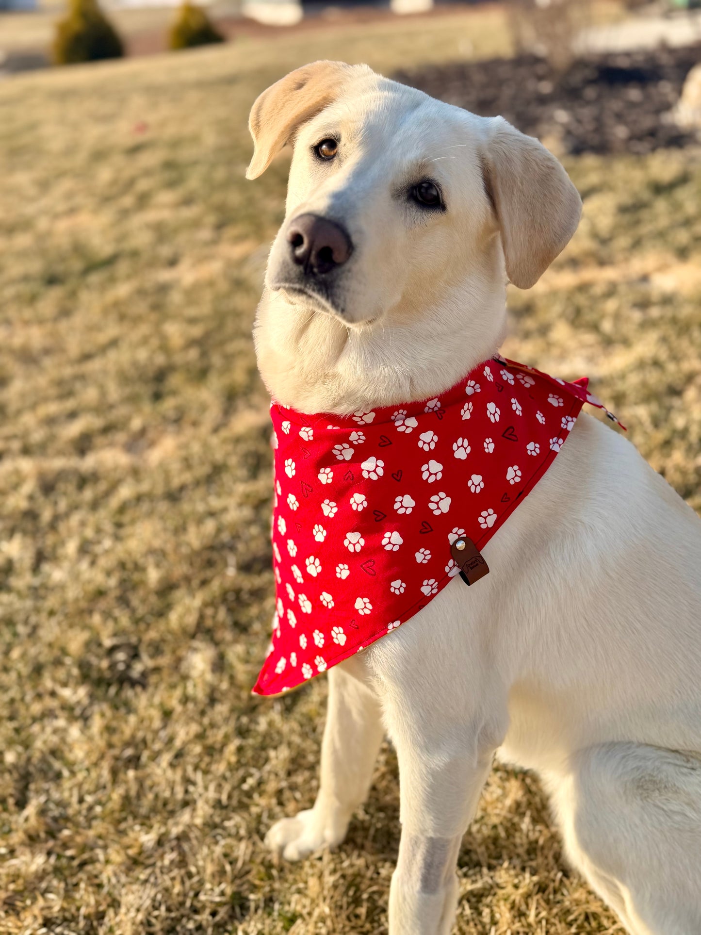 Lovely Paws Bandana