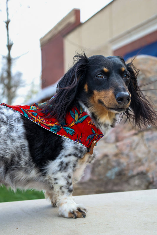 Ruby Floral Bandana or Bandana Scrunchie Set