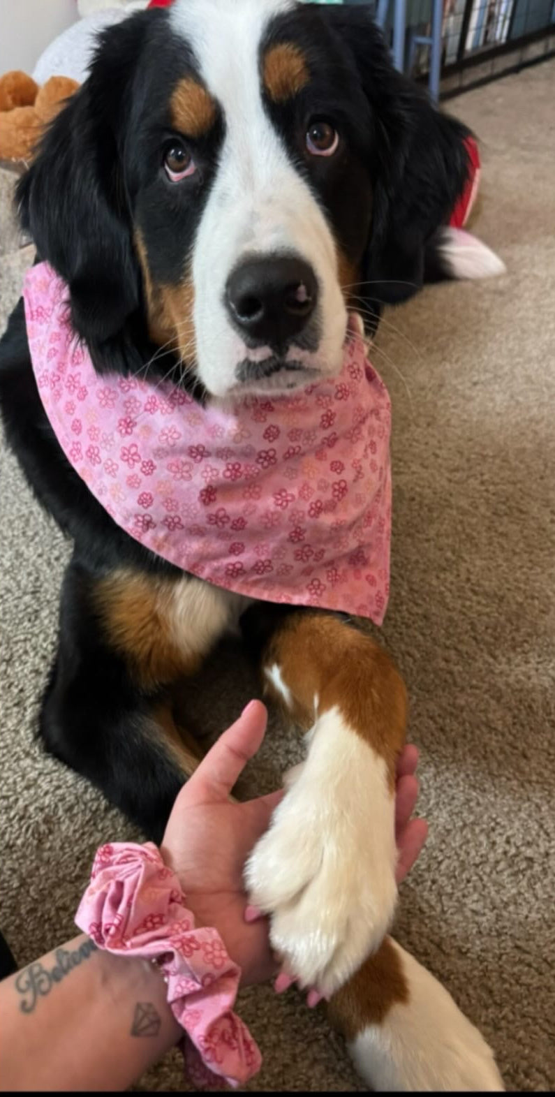 Dog wearing a pink bandana with a person's hand holding its paw on a carpeted floor. Hand is wearing a matching pink scrunchie.
