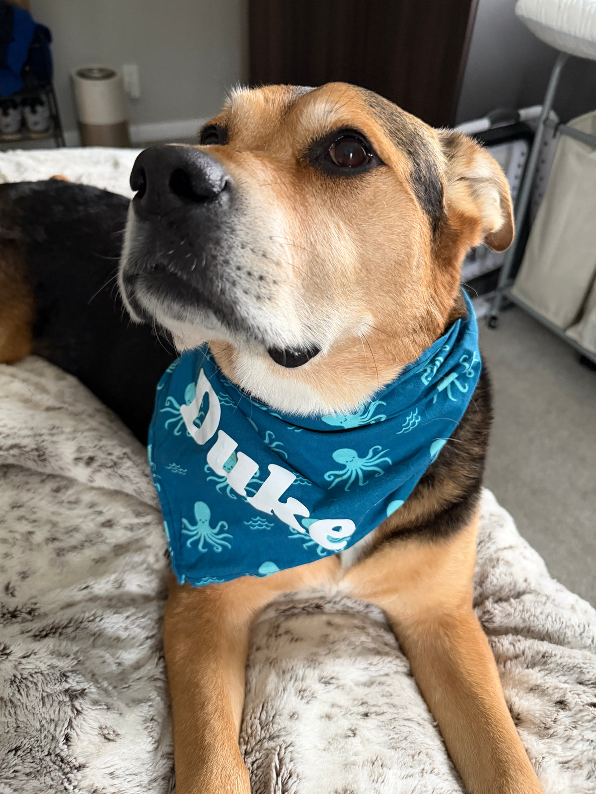 Calamari Special Bandana