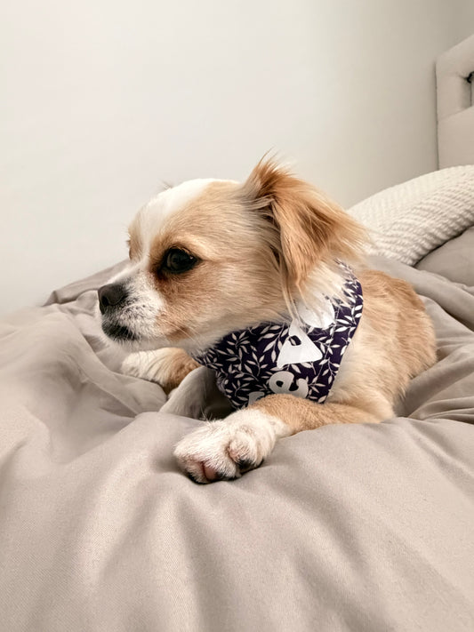 Purple Daisy Reversible Purple Ferns Bandana