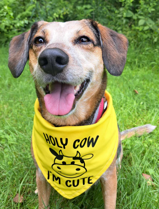 Holy Cow Im Cute Dog Bandana - Customizable