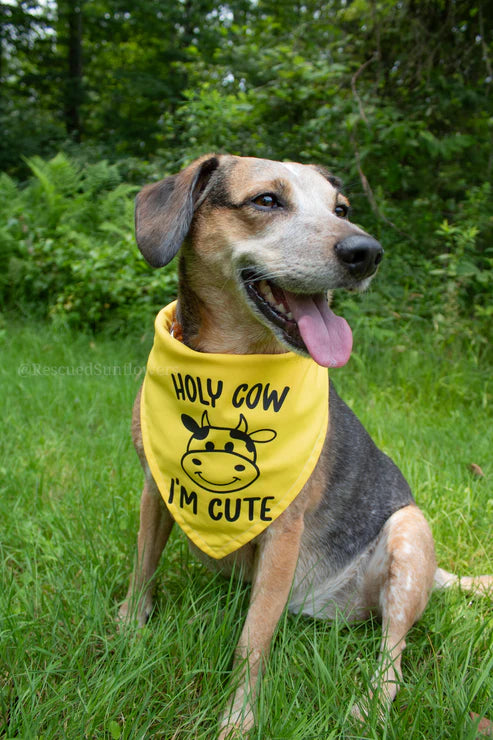Holy Cow Im Cute Dog Bandana - Customizable