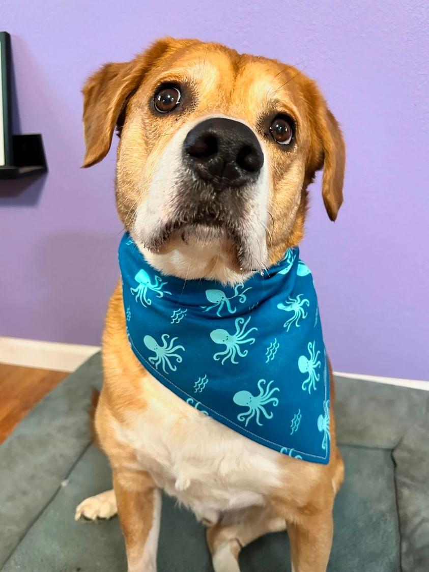 Calamari Special Bandana