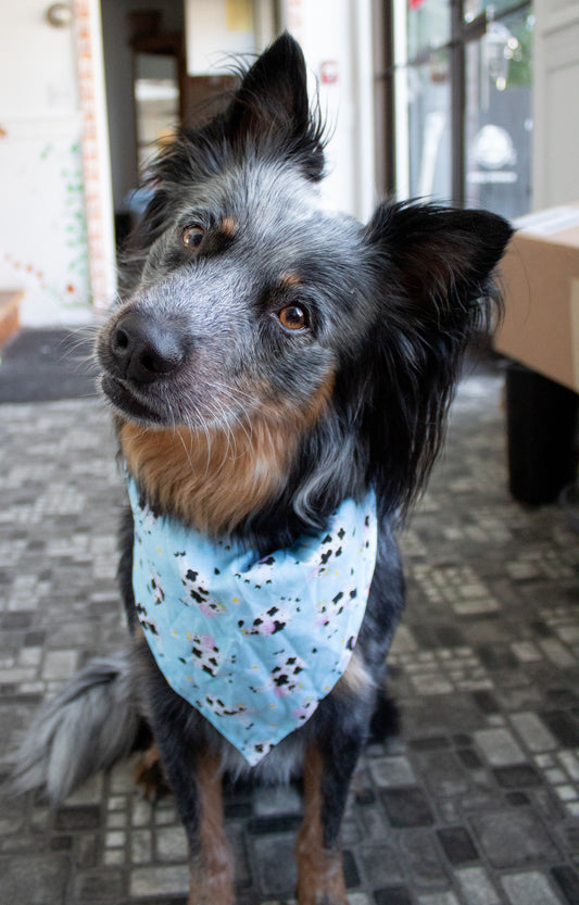 Cows on Blue Bandana