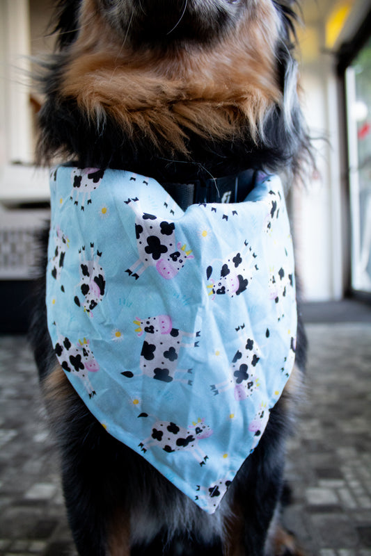 Cows on Blue Bandana
