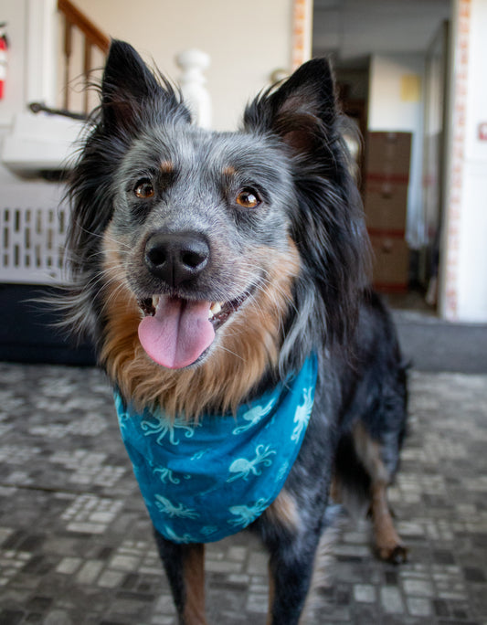 Calamari Special Bandana or Bandana Scrunchie Set