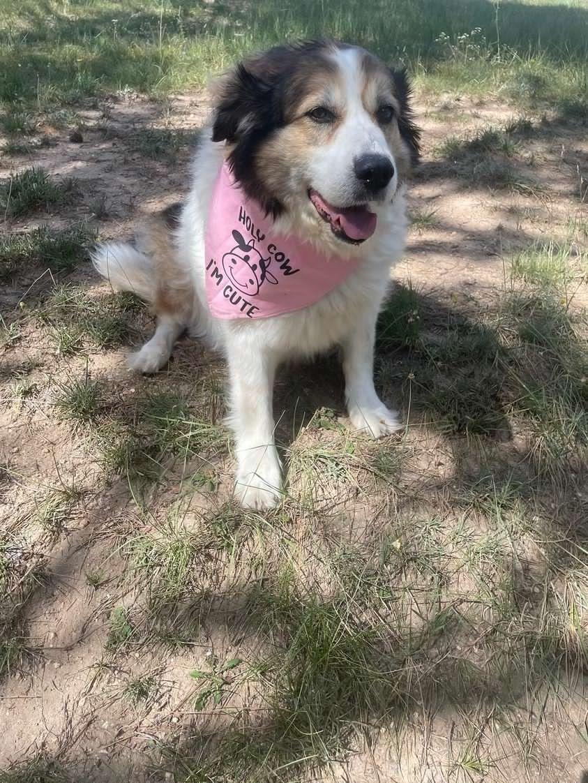 Holy Cow Im Cute Dog Bandana - Customizable