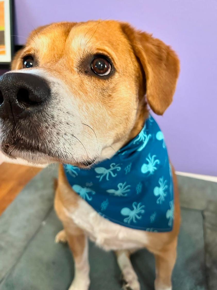 Calamari Special Bandana