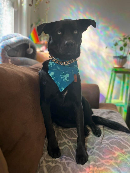 Calamari Special Bandana