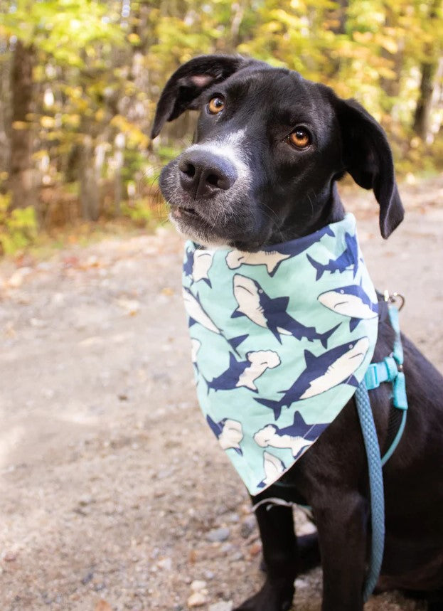 Dog in Shark Bandana