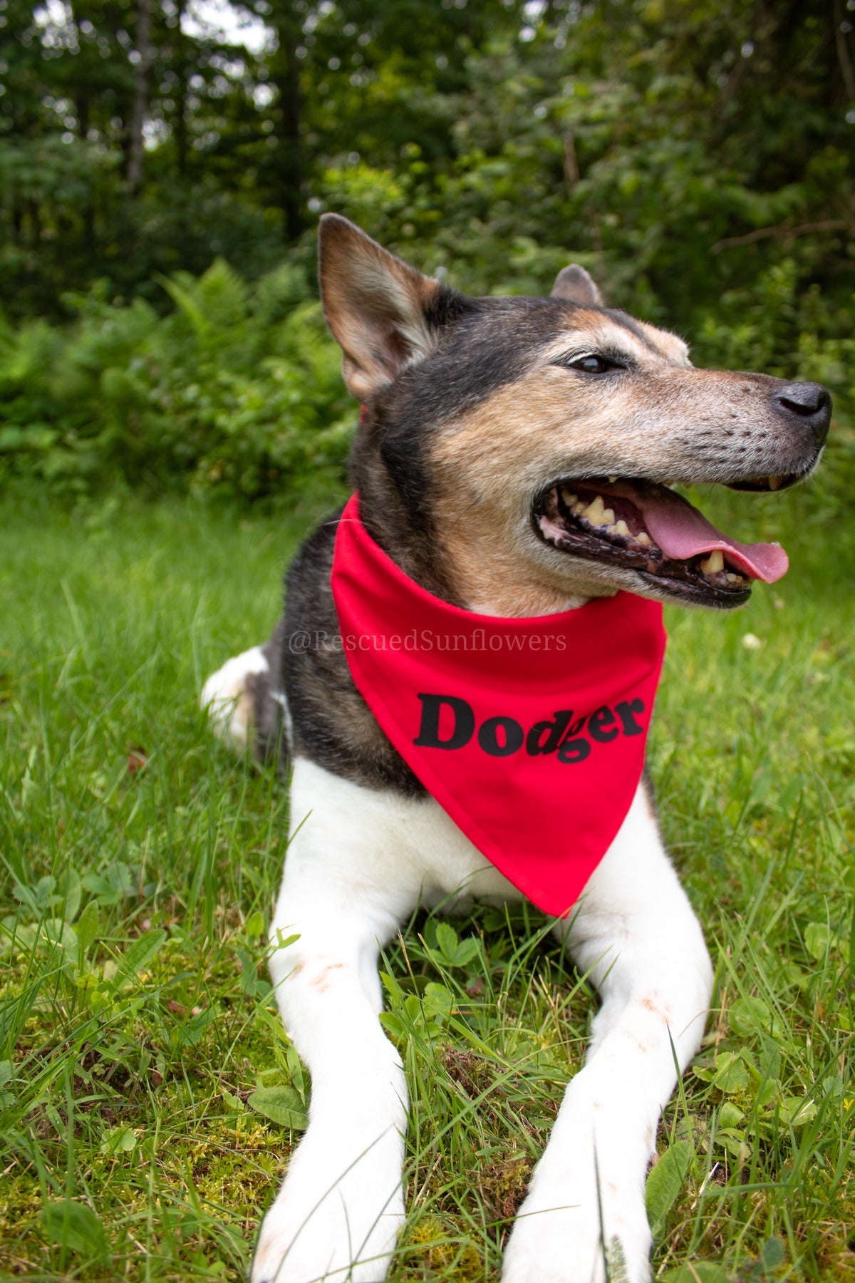Solid color dog bandana with name add on