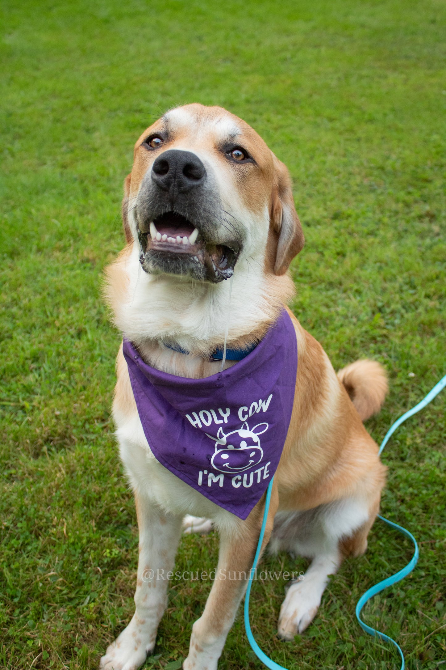 Holy Cow Im Cute Dog Bandana - Customizable