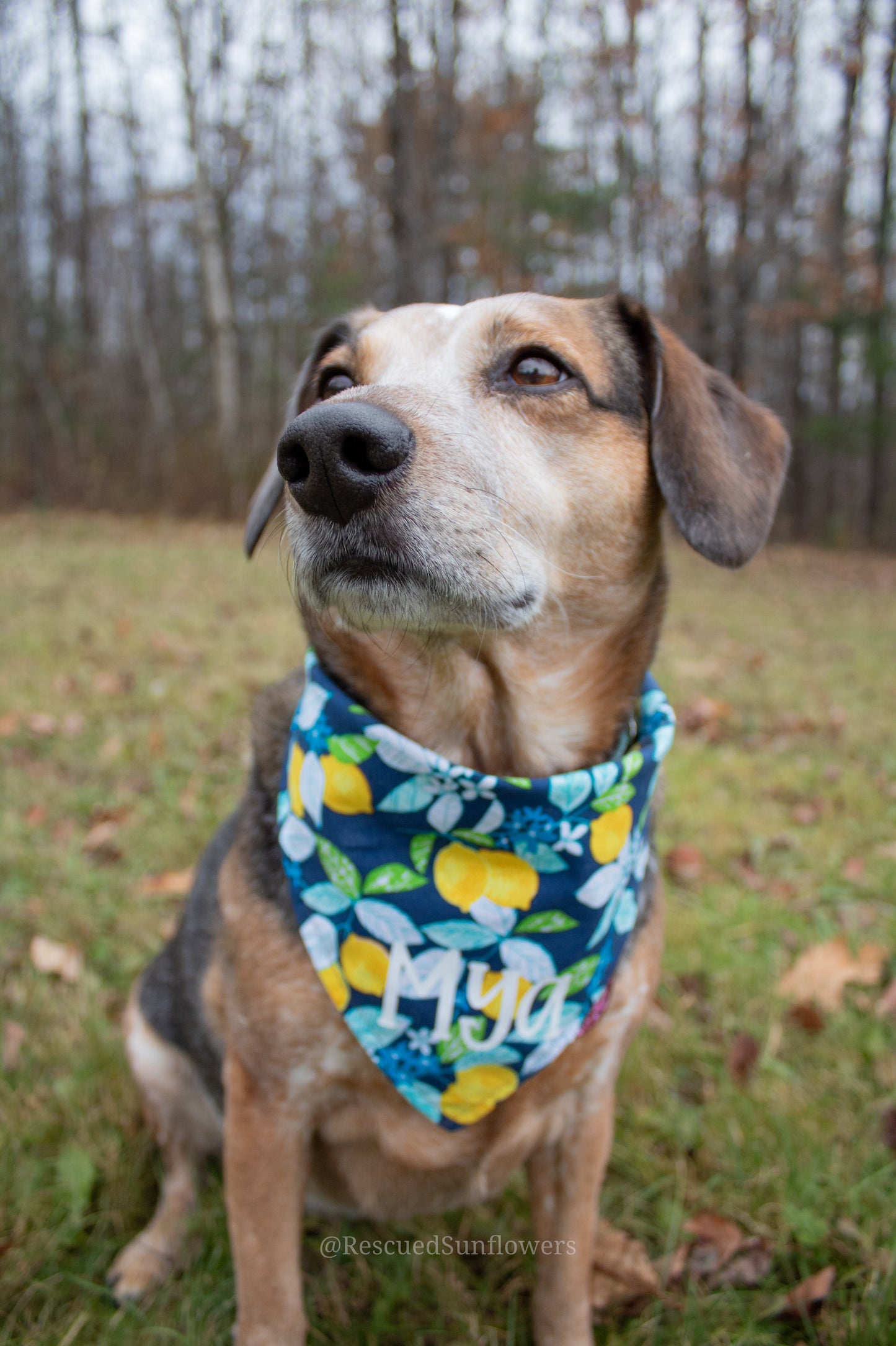 Winter Lemons Bandana