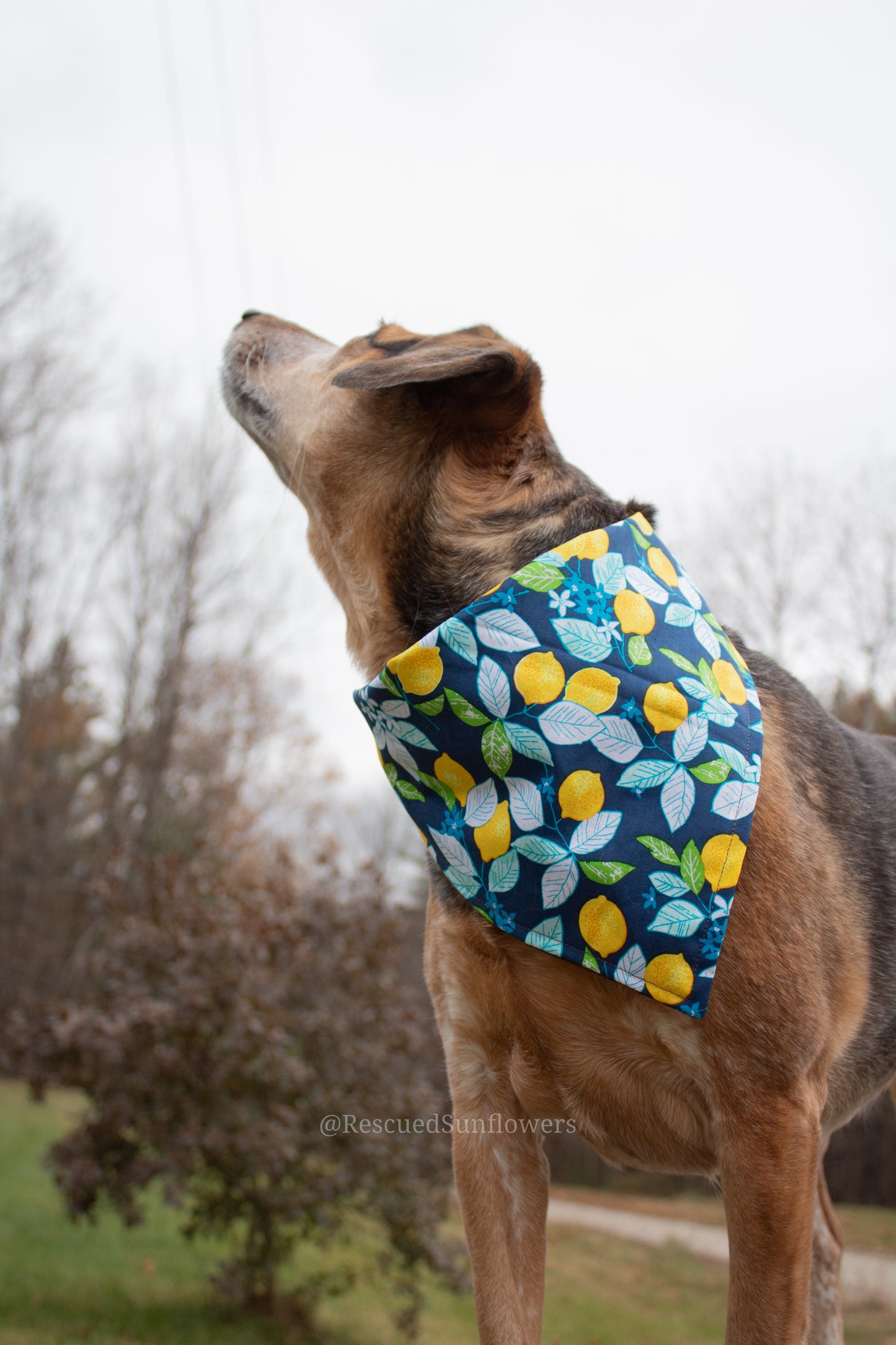 Winter Lemons Bandana