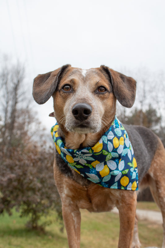 Winter Lemons Bandana
