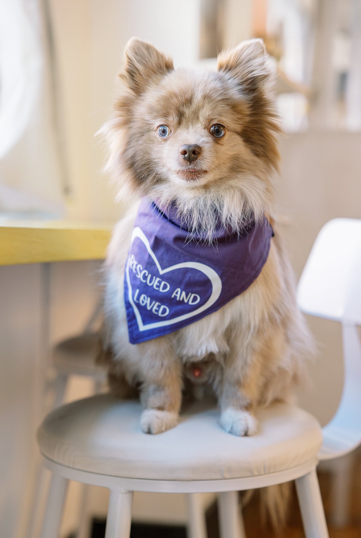 Rescued and Loved Bandana - Customizable
