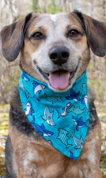 Ocean of Sharks Bandana Scrunchie Set