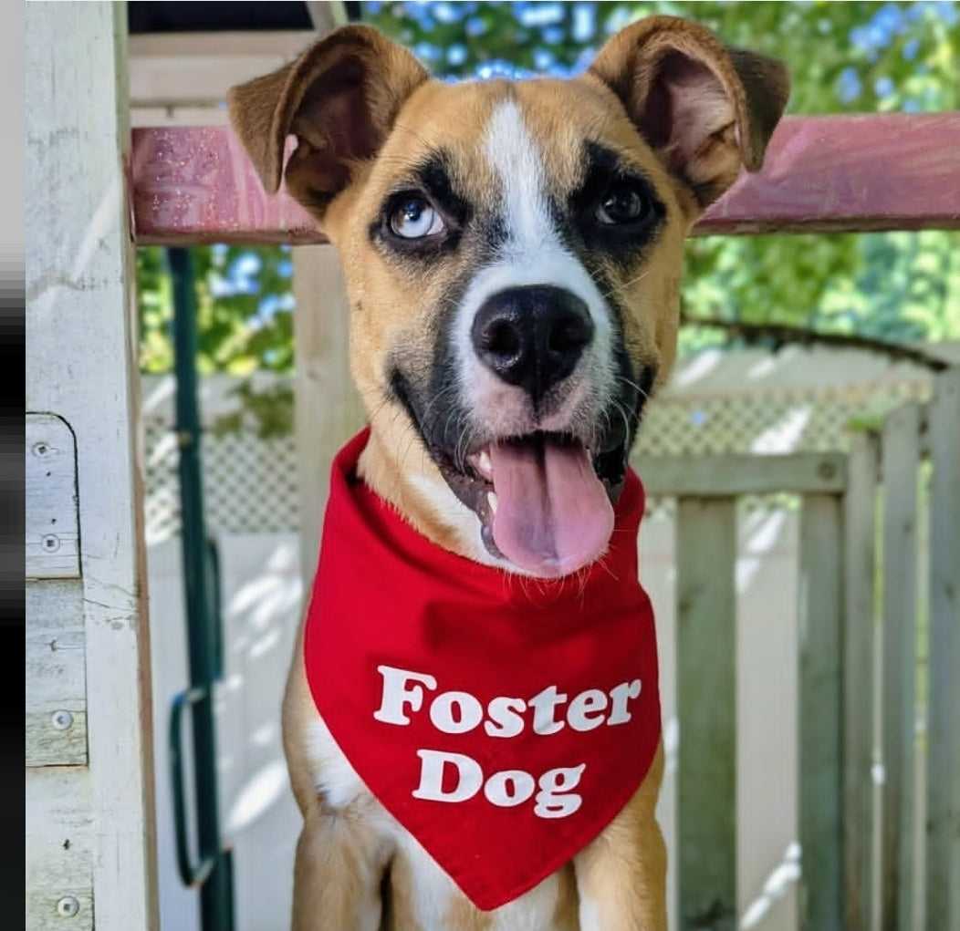 Foster Dog Bandana - Customizable