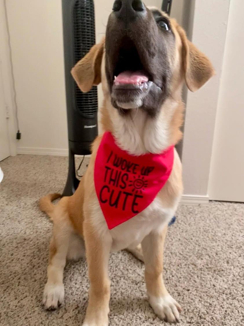 I woke up this cute bandana - Customizable