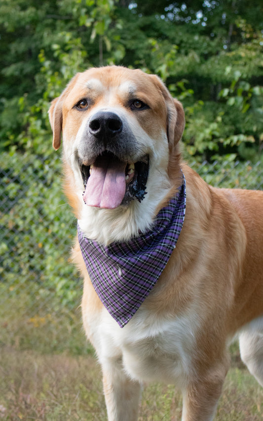 Purple Plaid Skulls Bandana