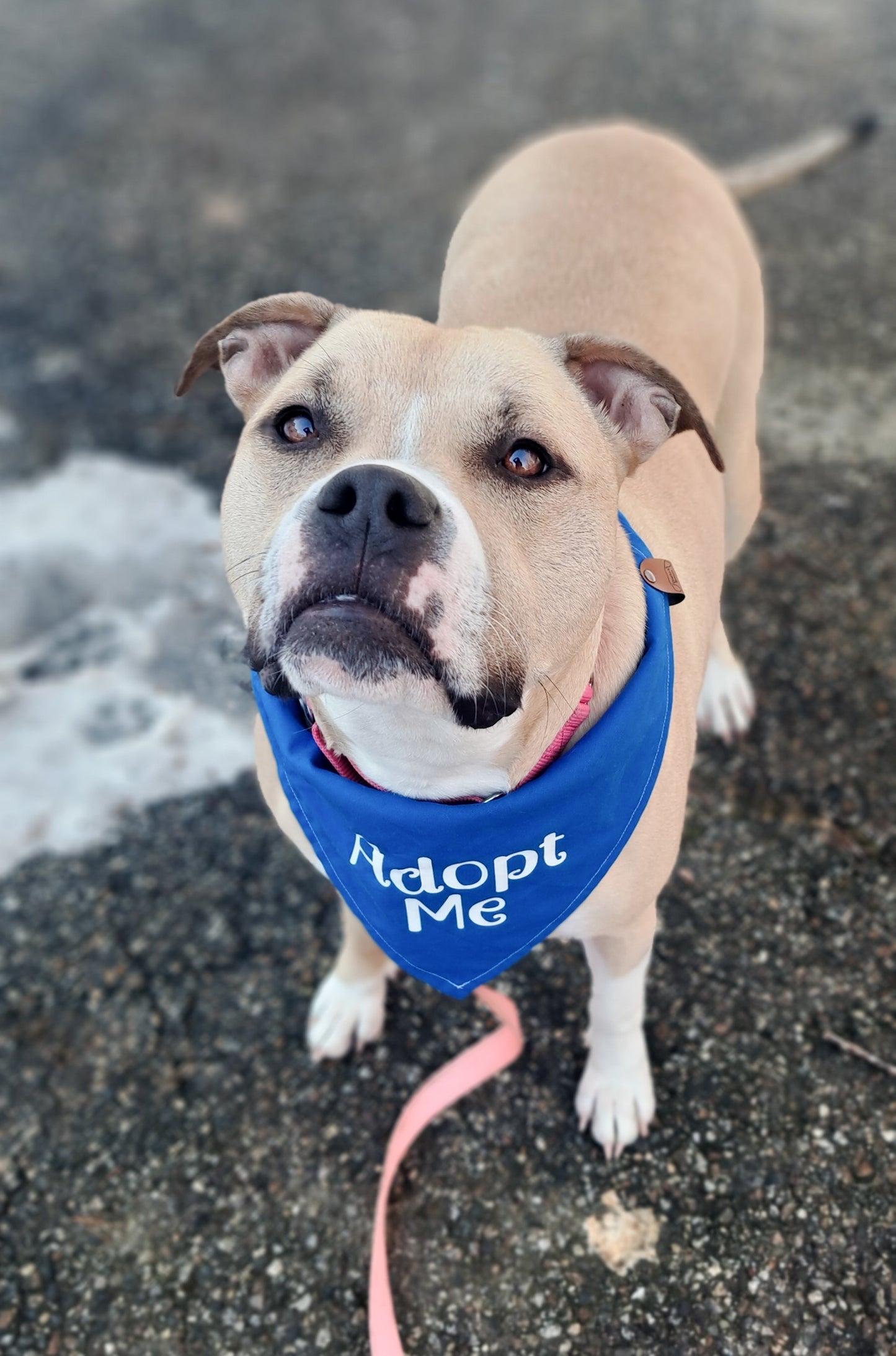Adopt Me Bandana - Customizable
