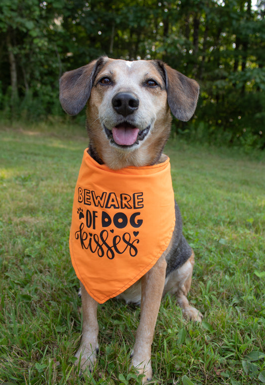 Beware of Dog Kisses Dog Bandana - Customizable