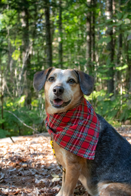 Plaid Ghosts Bandana