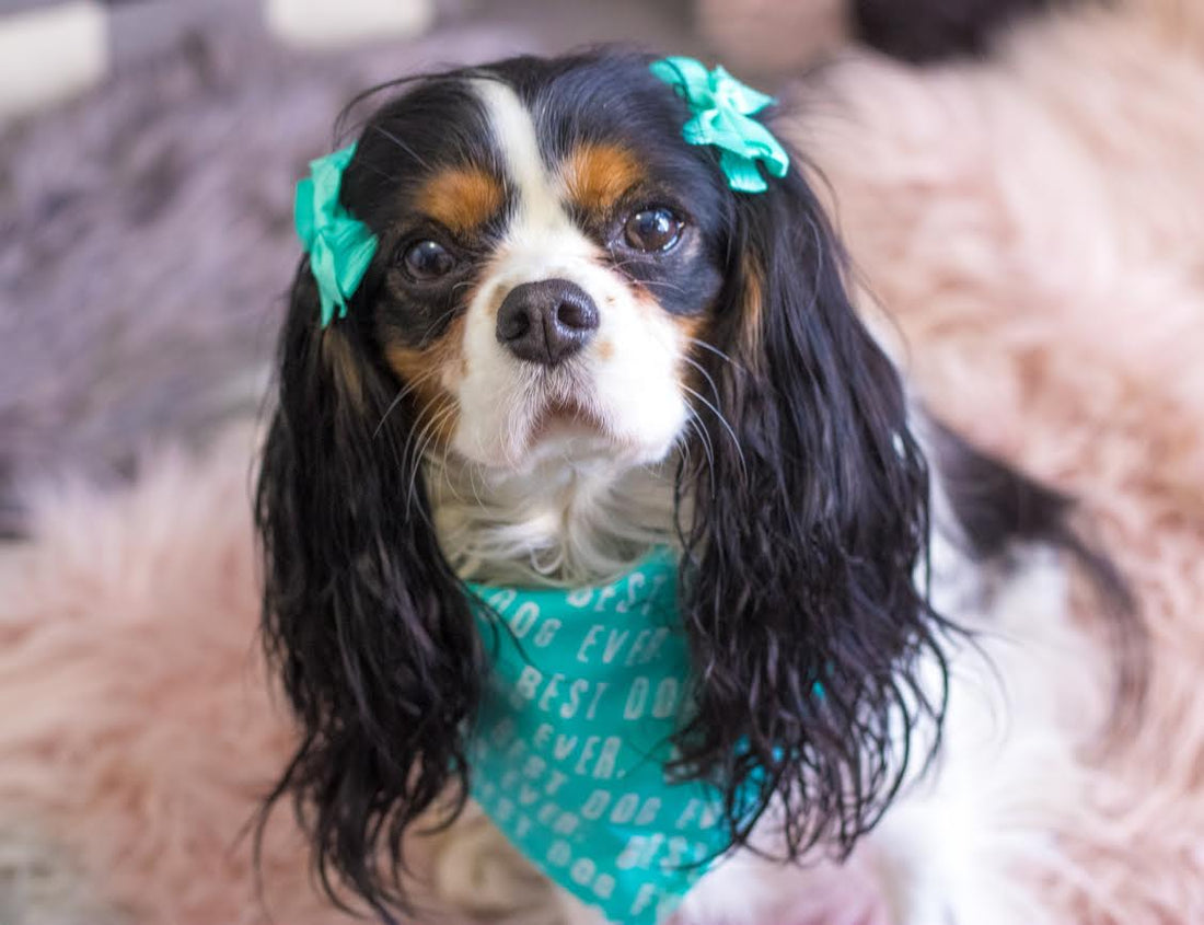 Izzy survived a puppy mill and pneumonia, here is her brave story