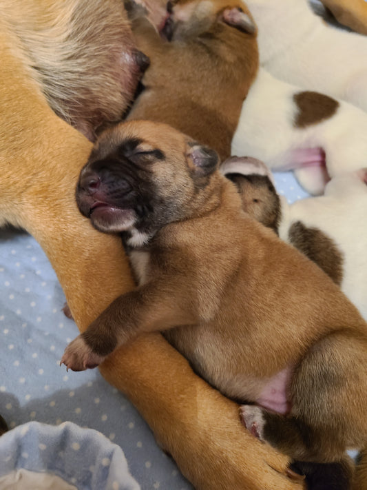 Without us fostering them none of them would have survived...