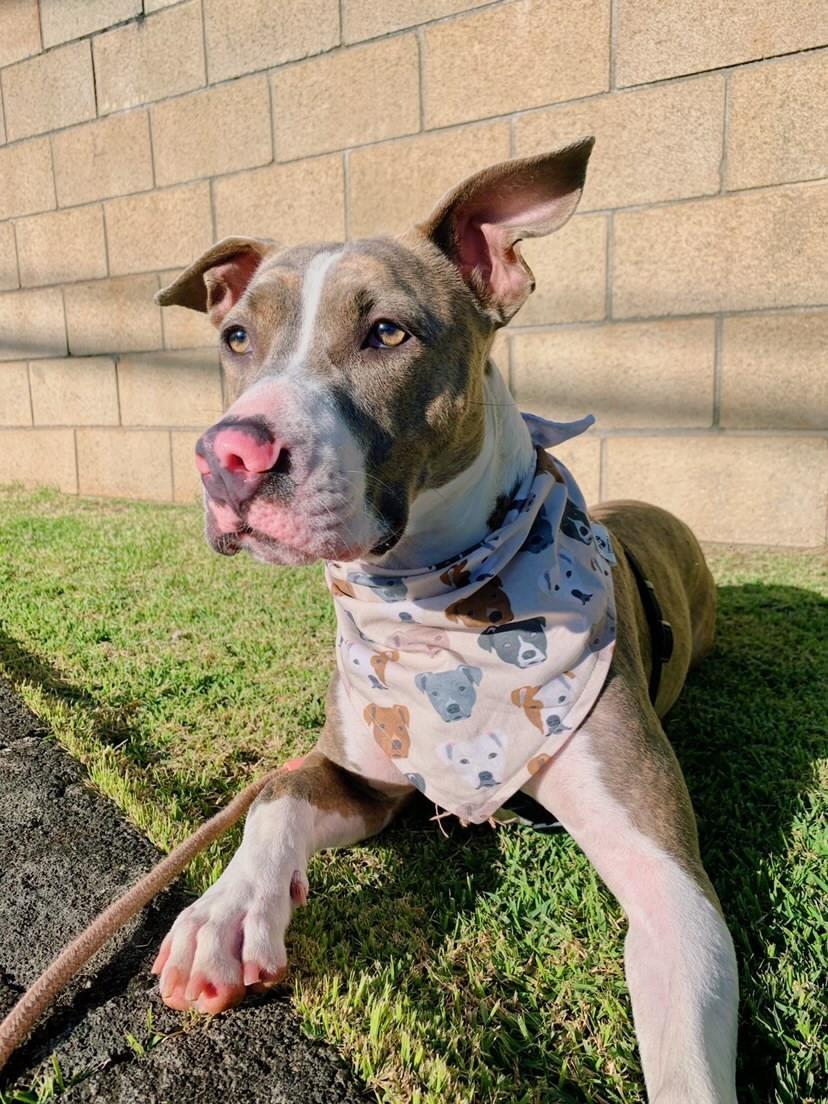 Show Me Your Pitties Bandana