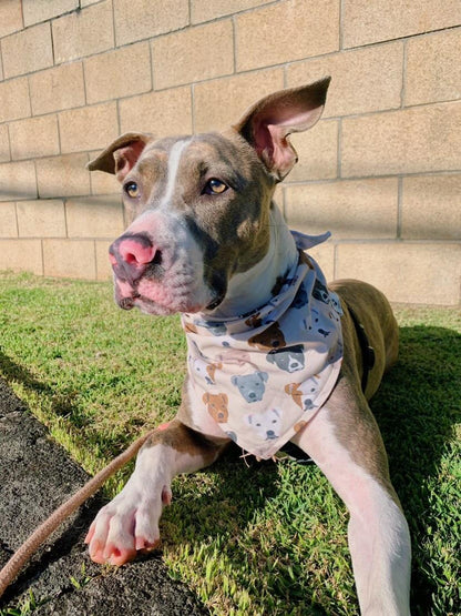 Show Me Your Pitties Bandana
