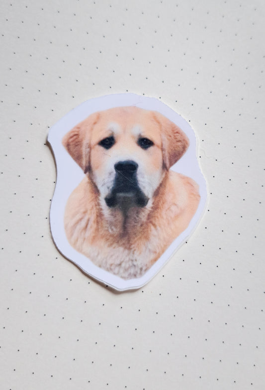 Custom pet photo sticker