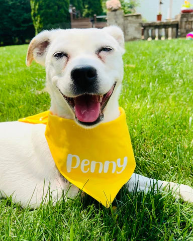 Solid color dog bandana with name add on