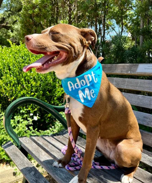 Adopt Me Bandana