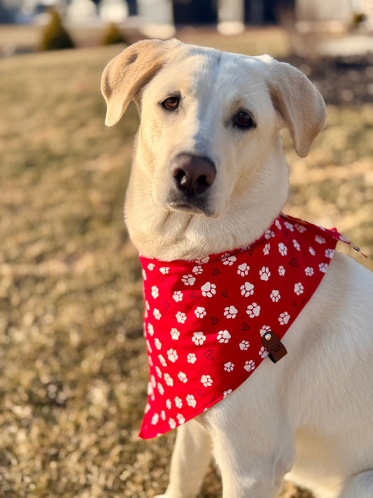Lovely Paws Bandana