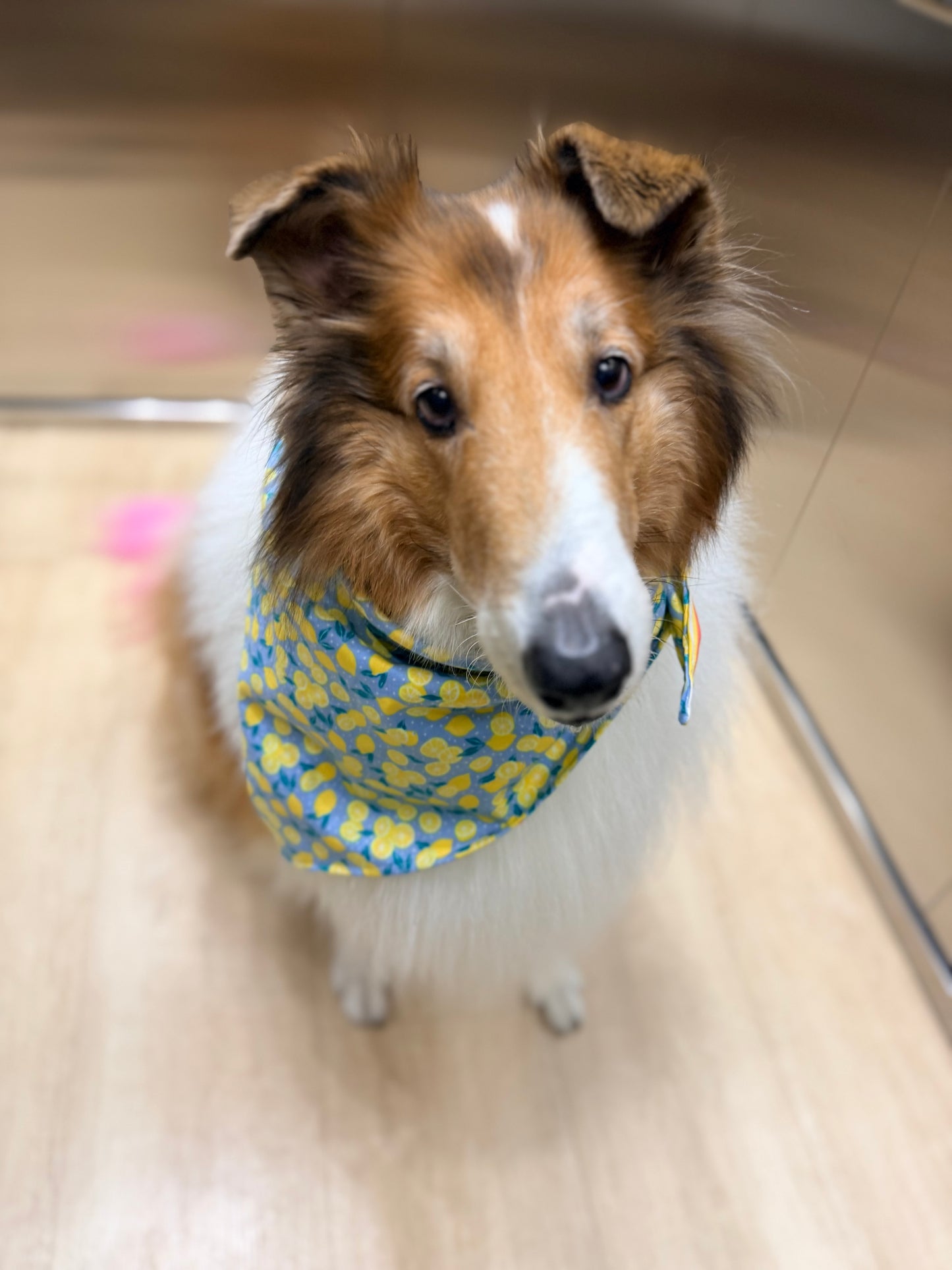 Lemon Bandana or Bandana Scrunchie Set