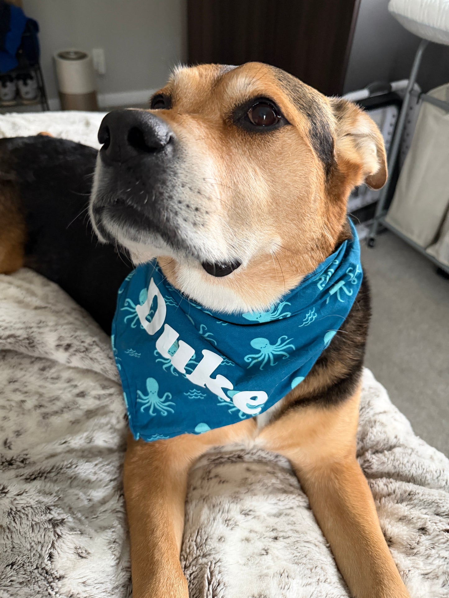 Calamari Special Bandana