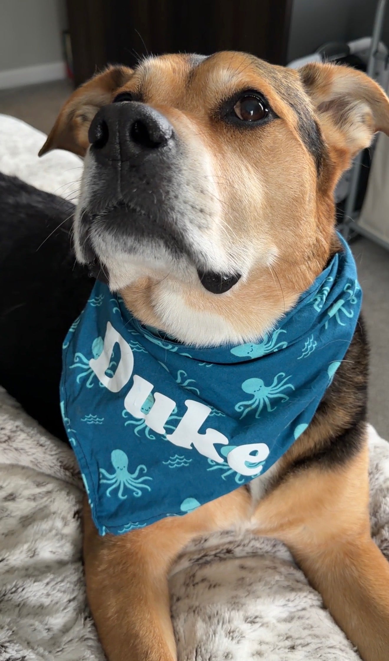Calamari Special Bandana