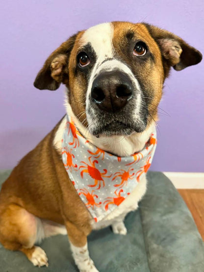 Feeling Crabby Bandana Crab Dog Bandana