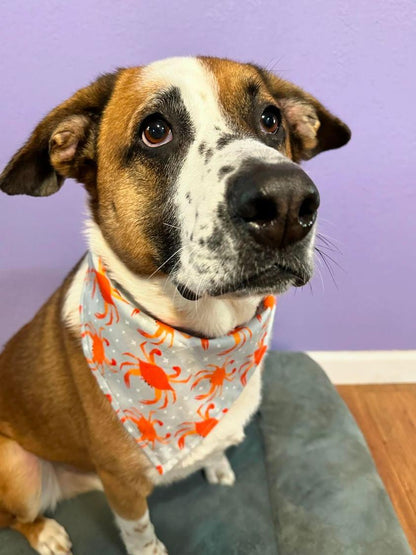 Feeling Crabby Bandana Crab Dog Bandana