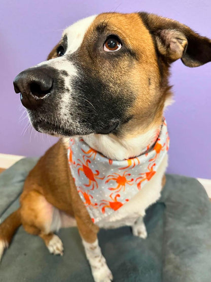 Feeling Crabby Bandana Crab Dog Bandana