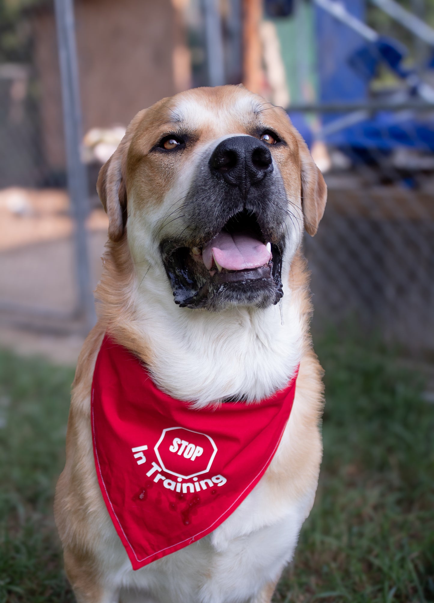 Stop In Training Reversible Ask to Pet Bandana - CK9 Collaboration Bandana